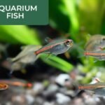 Secret Website to Order Live Aquarium Fishes By 622
