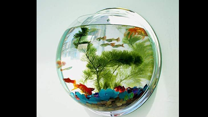 Meesho Wall Hanging Fish Bowl By 623